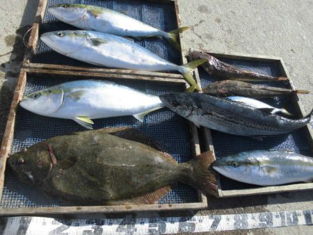 大進丸（愛知） 釣果