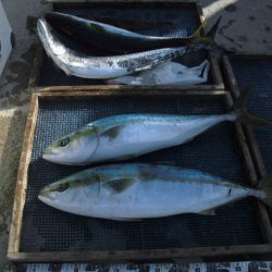 大進丸（愛知） 釣果