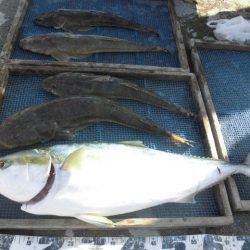 大進丸（愛知） 釣果