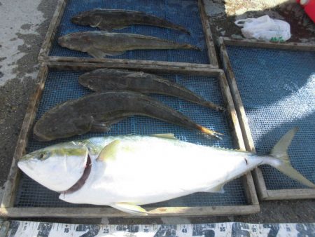 大進丸（愛知） 釣果