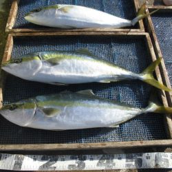 大進丸（愛知） 釣果