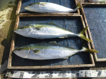 大進丸（愛知） 釣果