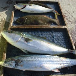 大進丸（愛知） 釣果