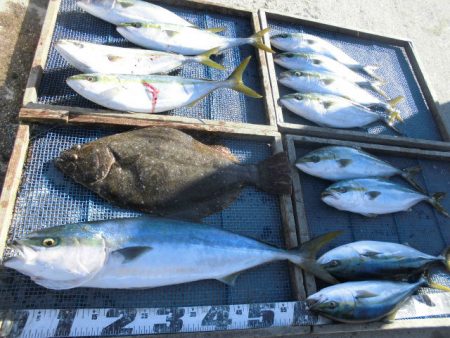 大進丸（愛知） 釣果