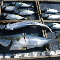 大進丸（愛知） 釣果