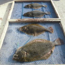 大進丸（愛知） 釣果