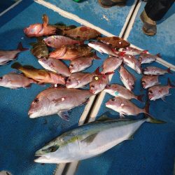 十八宝洋丸 釣果