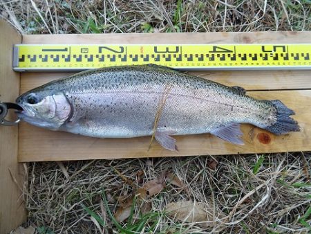 志高湖フィッシング 釣果