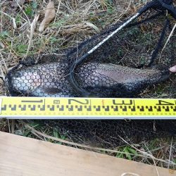 志高湖フィッシング 釣果