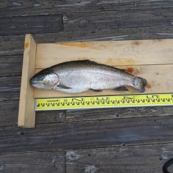 志高湖フィッシング 釣果