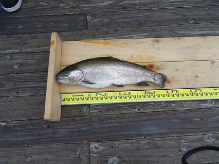 志高湖フィッシング 釣果