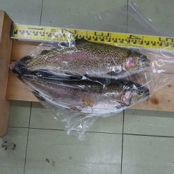 志高湖フィッシング 釣果