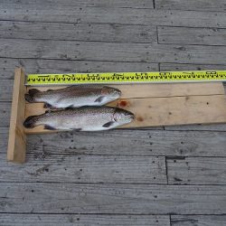 志高湖フィッシング 釣果