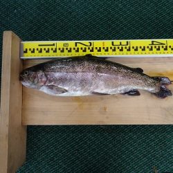 志高湖フィッシング 釣果