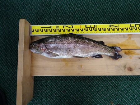 志高湖フィッシング 釣果