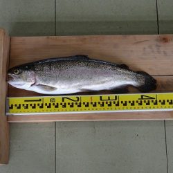 志高湖フィッシング 釣果