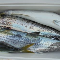 ＨＡＲＵＫＡ丸　はるかまる 釣果