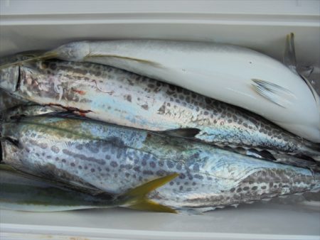 ＨＡＲＵＫＡ丸　はるかまる 釣果