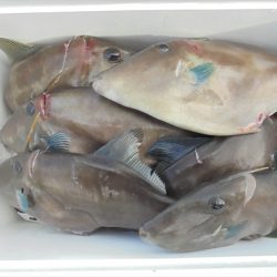 HARUKA丸 はるかまる 釣果