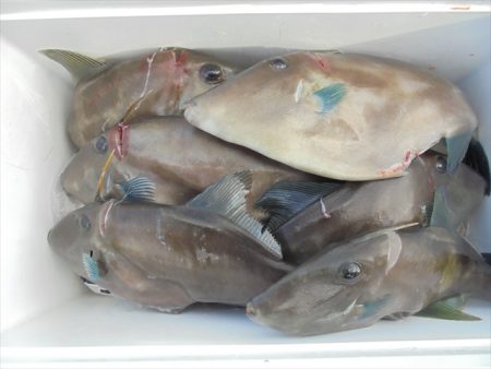 HARUKA丸 はるかまる 釣果