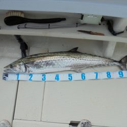 HARUKA丸 はるかまる 釣果