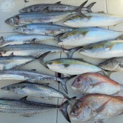 ＨＡＲＵＫＡ丸　はるかまる 釣果