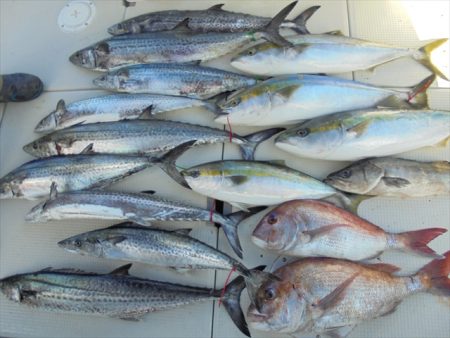 ＨＡＲＵＫＡ丸　はるかまる 釣果