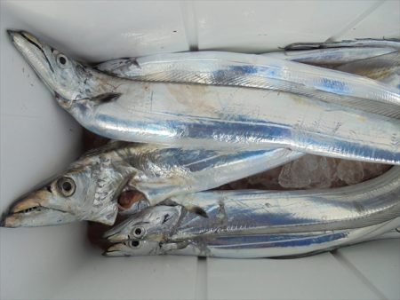 ＨＡＲＵＫＡ丸　はるかまる 釣果