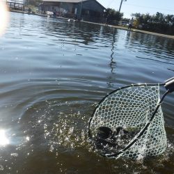 浜名湖フィッシングリゾート 釣果