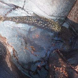 浜名湖フィッシングリゾート 釣果