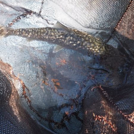 浜名湖フィッシングリゾート 釣果