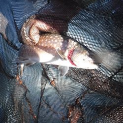 浜名湖フィッシングリゾート 釣果