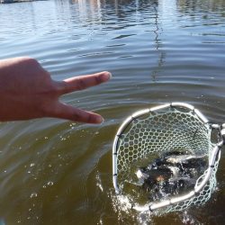 浜名湖フィッシングリゾート 釣果