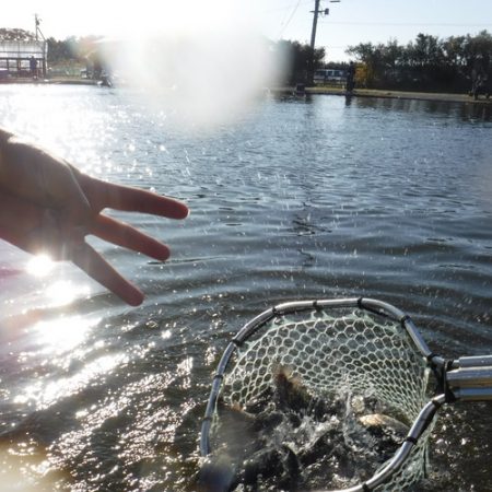 浜名湖フィッシングリゾート 釣果