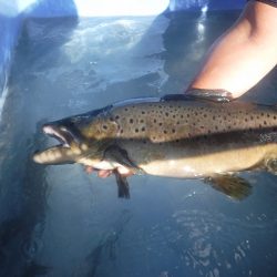 浜名湖フィッシングリゾート 釣果