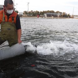 浜名湖フィッシングリゾート 釣果