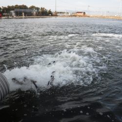 浜名湖フィッシングリゾート 釣果