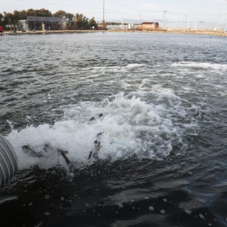 浜名湖フィッシングリゾート 釣果