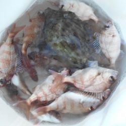 こかわ渡船　雅丸 釣果