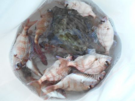 こかわ渡船　雅丸 釣果