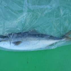 こかわ渡船　雅丸 釣果