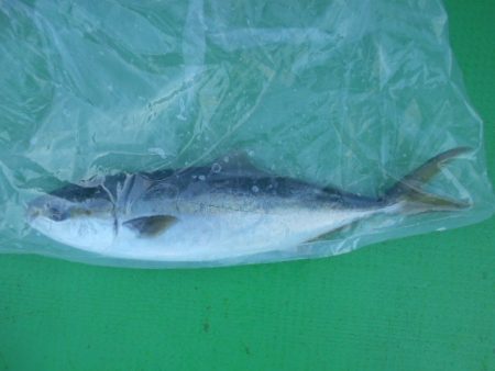 こかわ渡船　雅丸 釣果