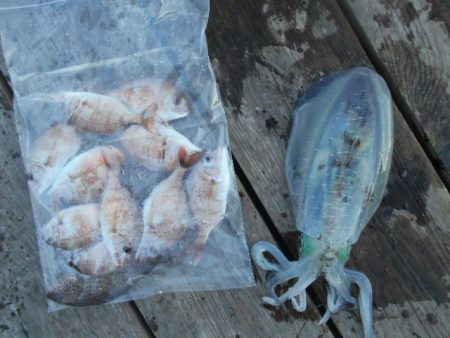 こかわ渡船　雅丸 釣果