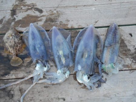 こかわ渡船　雅丸 釣果