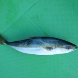 こかわ渡船　雅丸 釣果