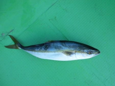 こかわ渡船　雅丸 釣果