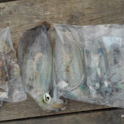 こかわ渡船　雅丸 釣果