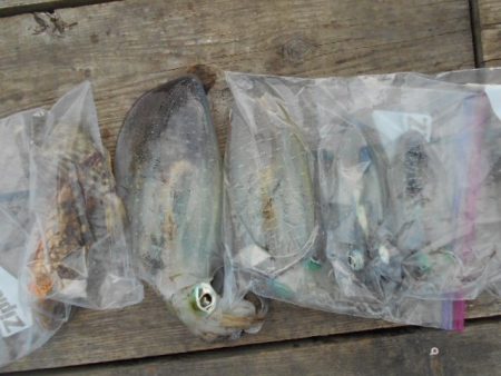 こかわ渡船　雅丸 釣果