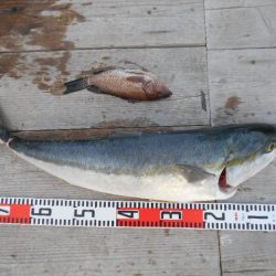 こかわ渡船　雅丸 釣果