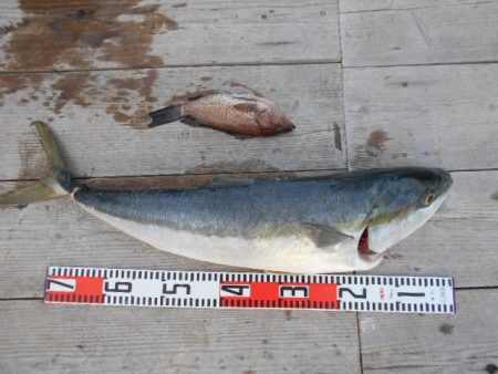 こかわ渡船　雅丸 釣果